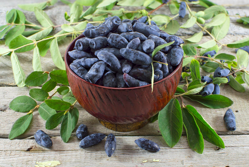 Haskap Berry as Natural Superfood to Boost Your Immunity